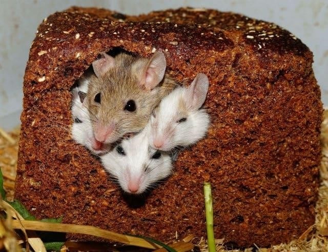 Что едят мыши?