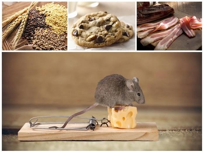 Чем питаются мыши в природе