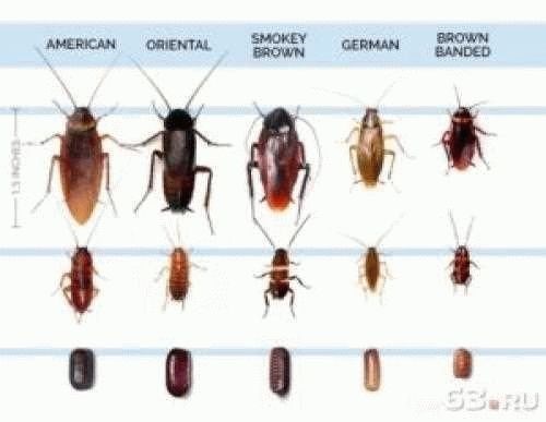 Виды и повадки домашних тараканов
