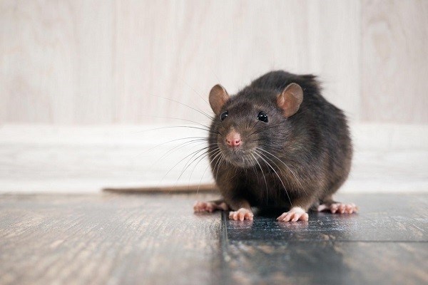 Продолжительность жизни диких и домашних крыс