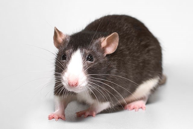 Крупнейшая крыса: история и наименование