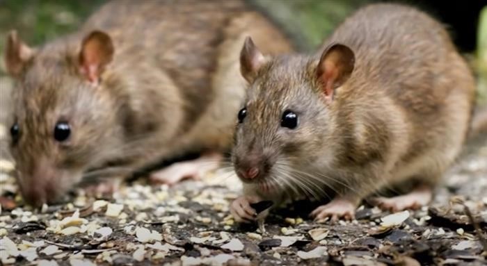 Крысы гиганты: миф или реальность