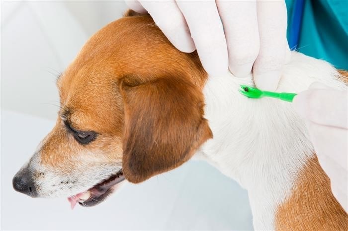 Советы и рекомендации по защите собаки от клещей:
