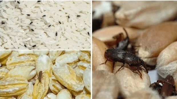 Пищевая моль: откуда берется насекомое