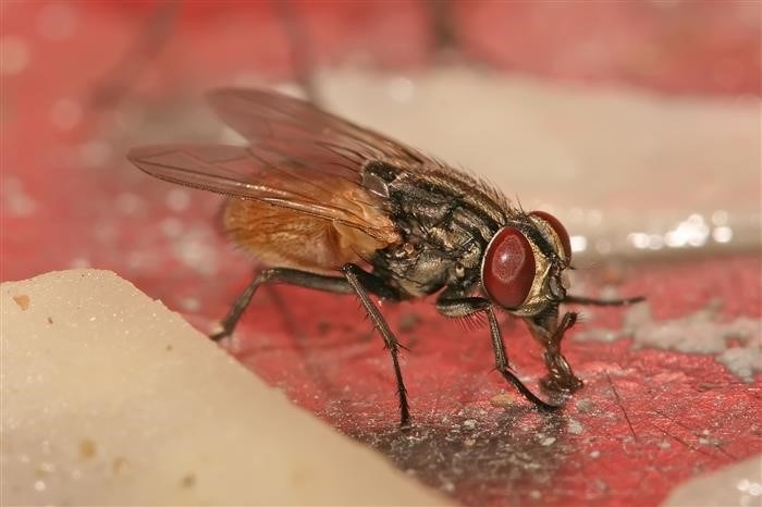 Как быстро мухи откладывают личинки