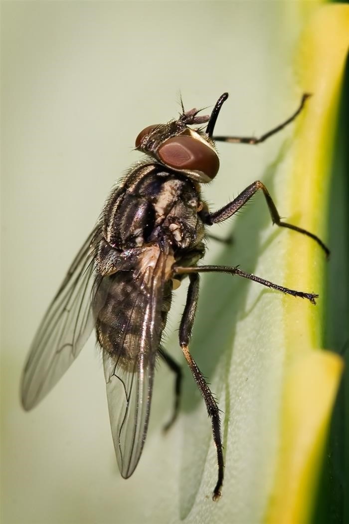Профилактика и борьба с мухами в доме