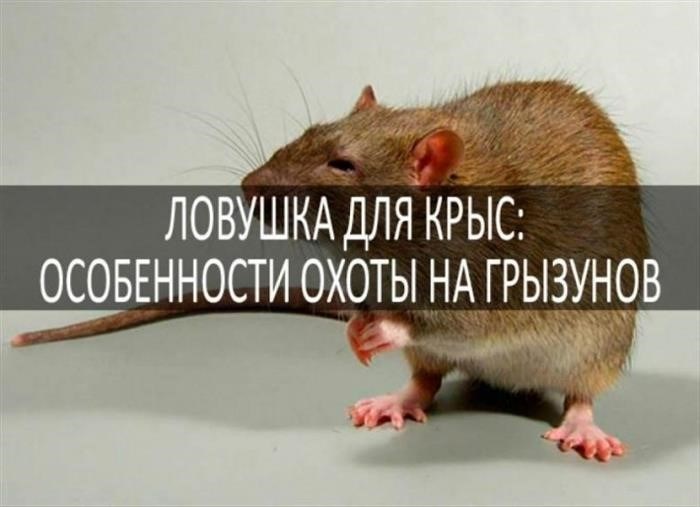Материалы и инструменты для создания ловушки для крыс