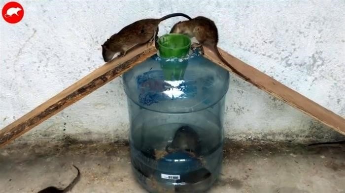 Определение и утилизация пойманных крыс и мышей