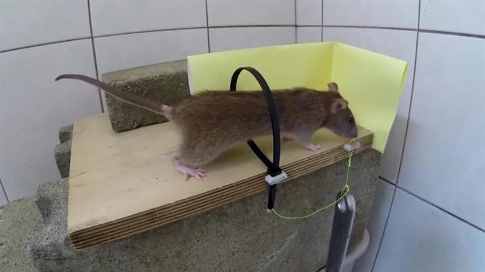 Подготовка ведра для ловушки для крыс и мышей