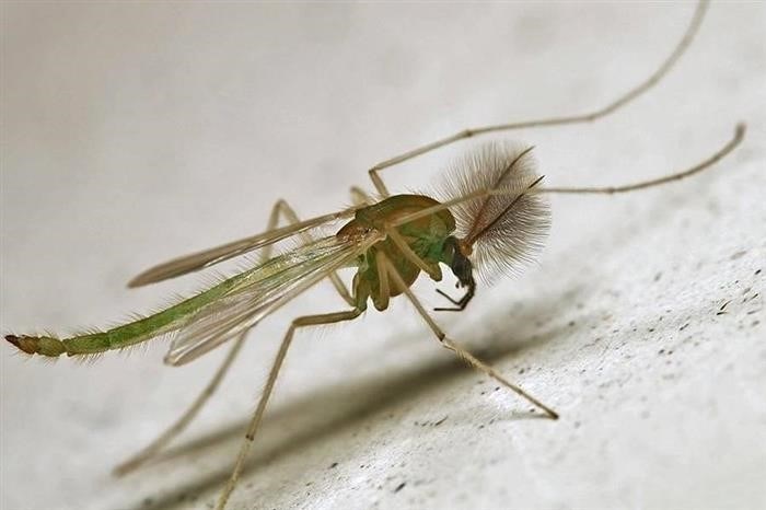Питание и образ жизни комаров