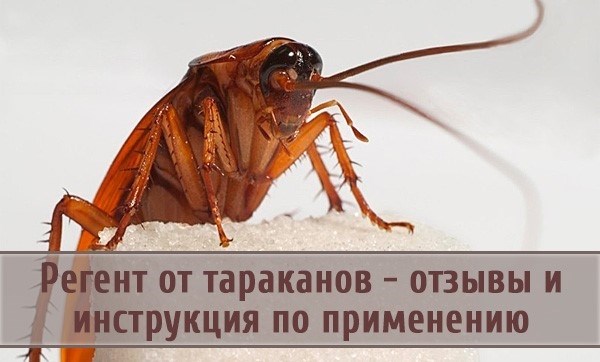 Что говорят потребители о регенте от тараканов?