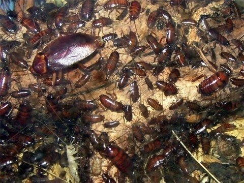 Создание невыносимых условий для тараканов