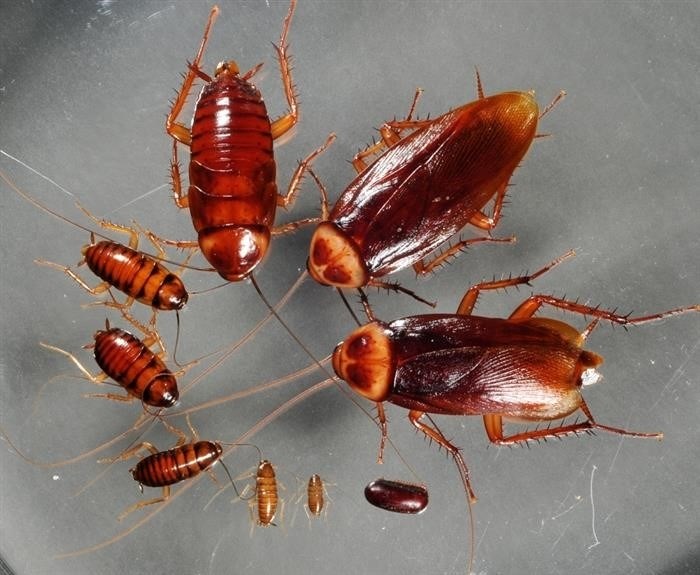Как выглядит таракан: яйца, личинки и взрослые особи
