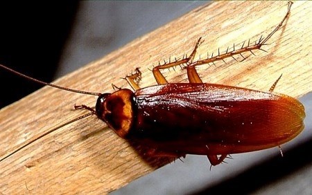 Тараканы в квартире – умеют ли такие виды летать?