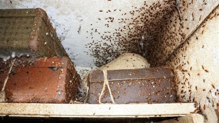 Признаки наличия тараканов в загородном доме