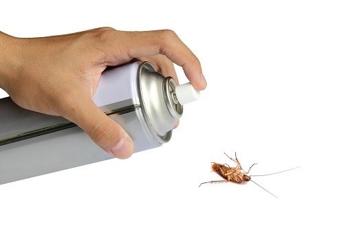 Откуда могут появиться тараканы?