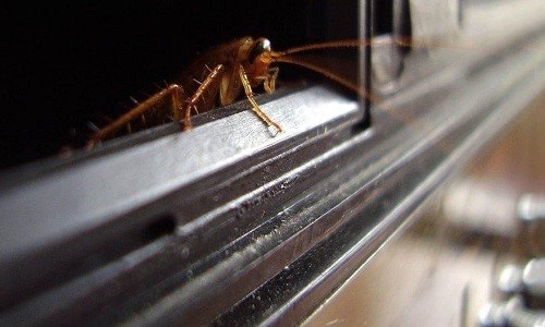 Как эффективно защититься от тараканов?