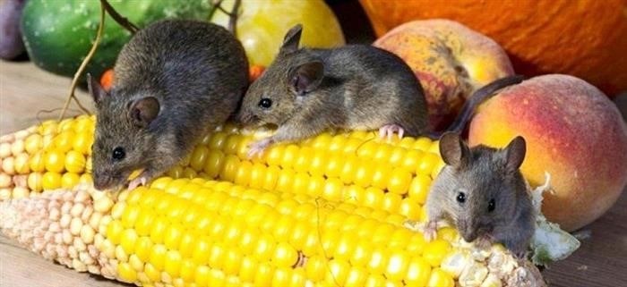 Переедание и ожирение у мышей