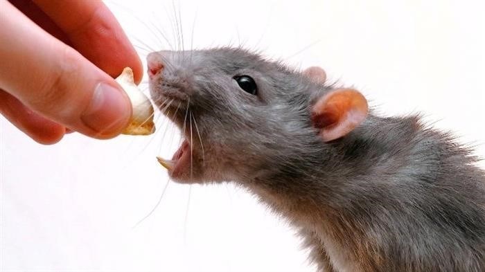 Едят ли мыши сыр на самом деле?