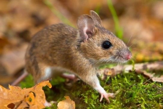 Виды мышей и их предпочтения в пище