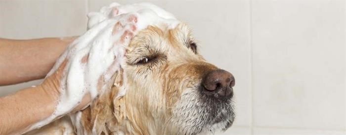 Польза дегтярного мыла от блох собакам