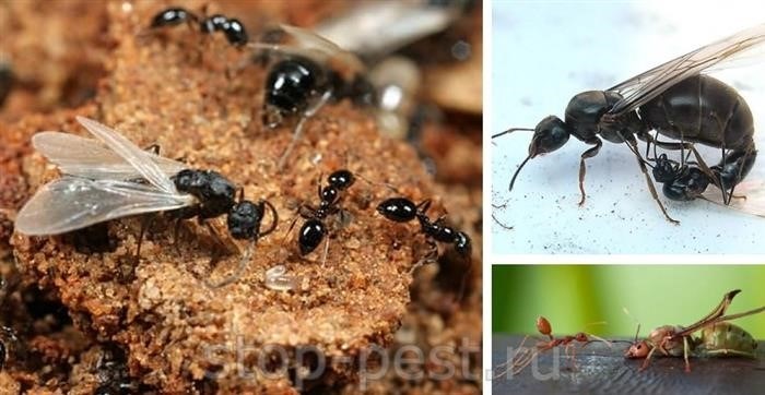 Иногда муравьи выращивают личинок бабочек: голубянка и мирмик