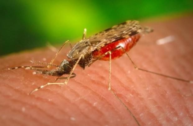 Малярийный комар – чем опасен для человека