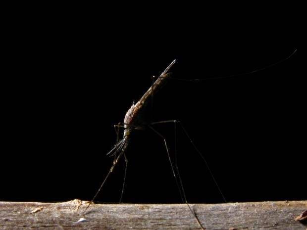 Чем малярийный комар отличается от обычного