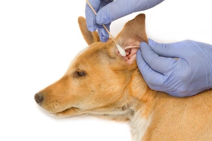 Диагностика и лечение ушного клеща у собак