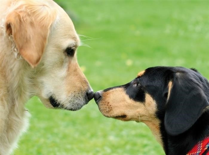 Как правильно закапать капли в ухо собаке