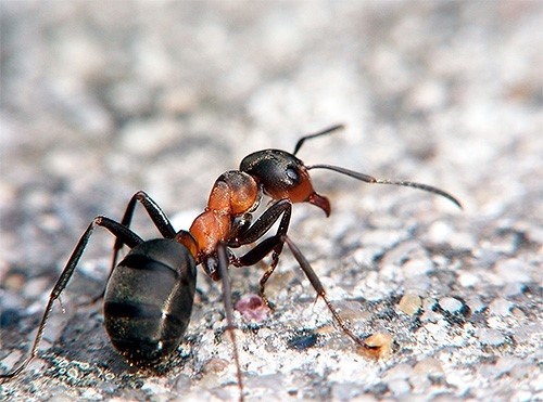 Размеры муравьев