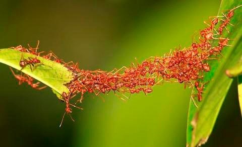 Сколько весит муравей и все муравьи вообще?