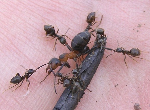 Способности муравья: какой вес он может поднять?