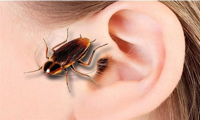 К последствиям приводит ситуация с тараканом, заползающим в ухо