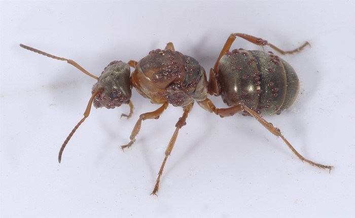 Продолжительность жизни матки муравьев