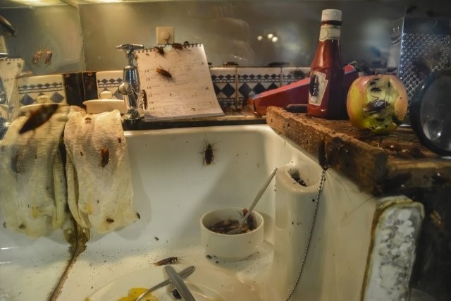 Как избавиться от тараканов в доме с помощью химических средств