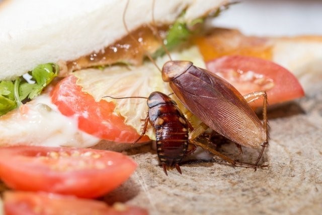 Как избавиться от тараканов в квартире народными средствами