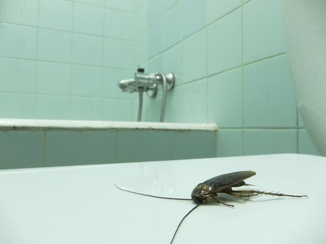 Как не допустить появления тараканов в доме