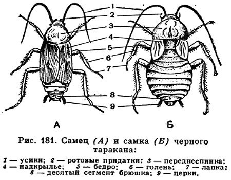 Где и как живет черный таракан