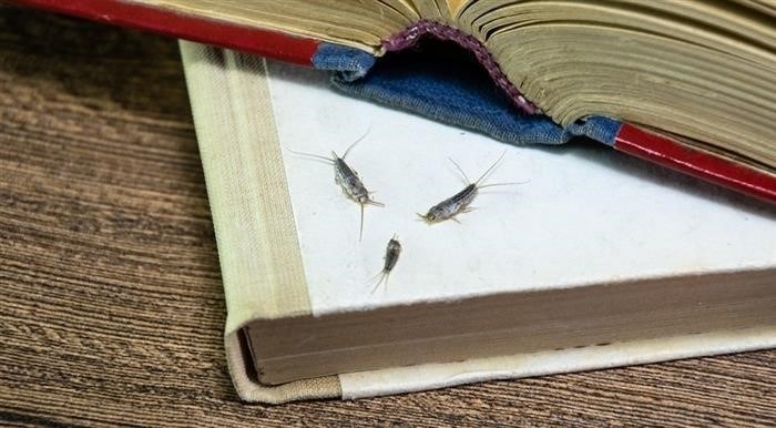 Борьба с насекомыми: эффективные методы и рекомендации