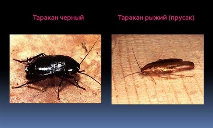 Краткое описание тараканов