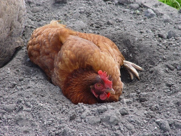 Какой вред наносят блохи куриным поголовью в курятнике?