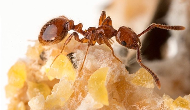 Можно ли предотвратить появление желтых муравьев - главные советы