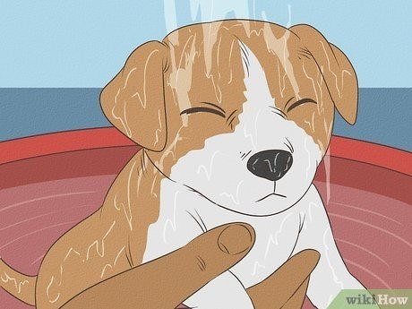 Как щенок может заразиться блохами