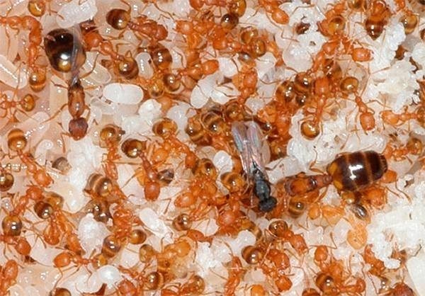 Размер королевы муравьев
