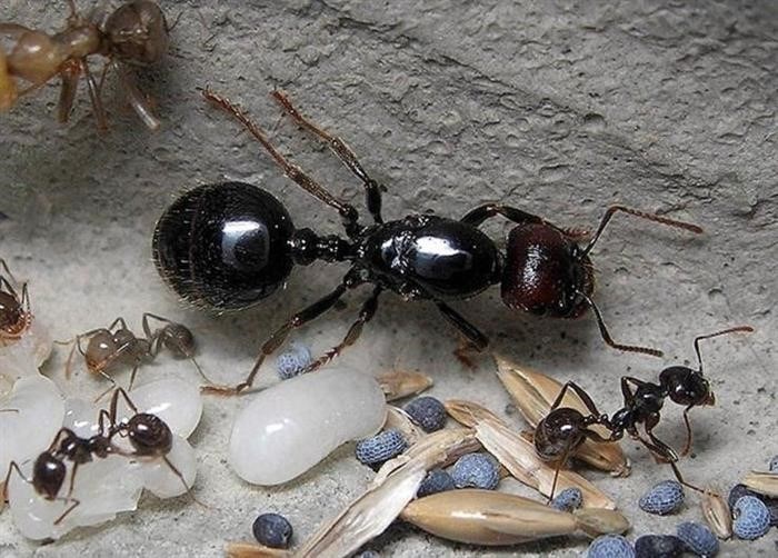 Неправильные представления о королеве муравьев