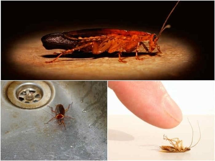 Страшны ли домашним тараканам ультразвуковые волны?
