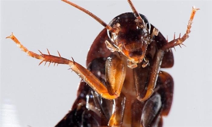 Часто задаваемые вопросы о защите света от тараканов