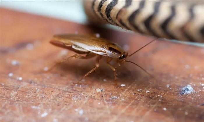 Причины страха тараканов перед светом