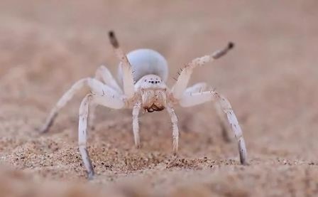 Южный белый паук каракурт